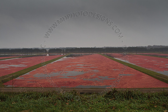 Cranberry Marsh III 2010-094