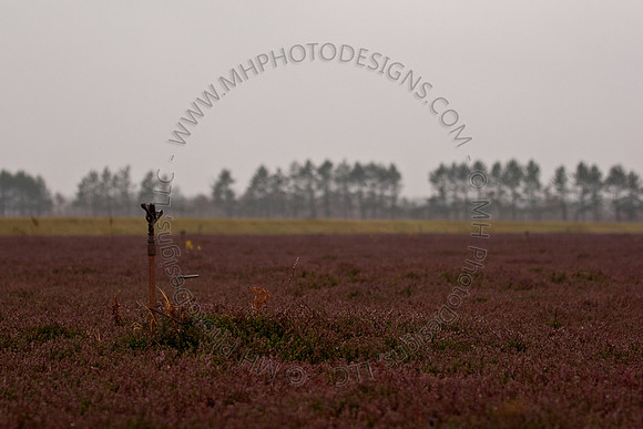 Cranberry Marsh III 2010-102