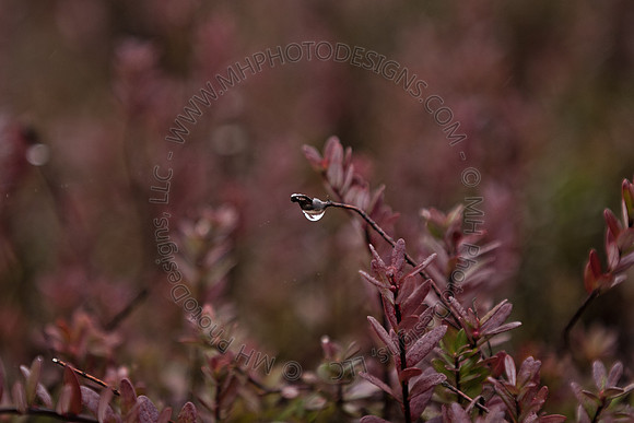Cranberry Marsh III 2010-104