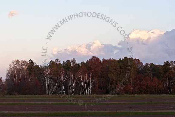 Cranberry Marsh III 2010-005