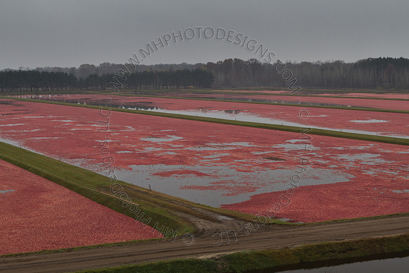 Cranberry Marsh III 2010-089