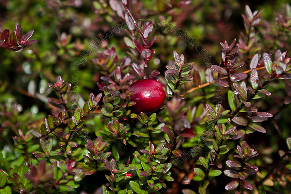 Cranberry Marsh III 2010-100