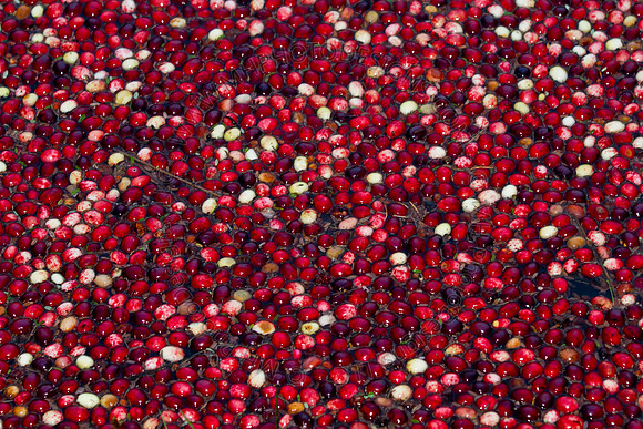 Cranberry Marsh III 2010-017