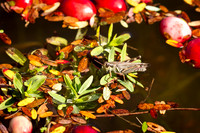 Saratoga Cranberry Harvest 2011-015