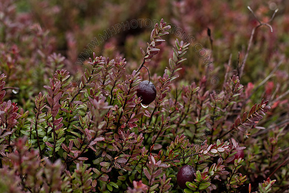 Cranberry Marsh III 2010-107