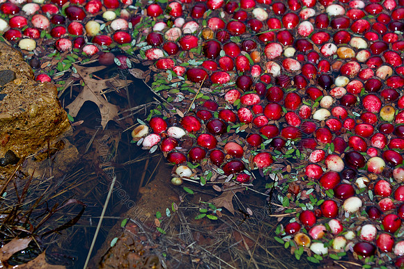 Cranberry Marsh III 2010-018
