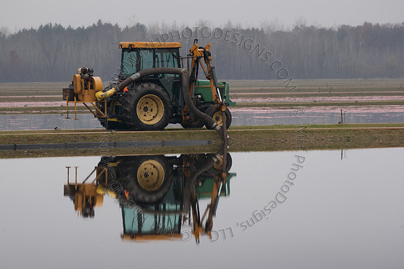 Cranberry Marsh III 2010-086