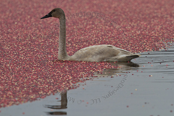 Cranberry Marsh III 2010-062