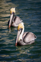 February Projects 2012-011