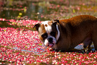 Saratoga Cranberry Harvest 2011-008