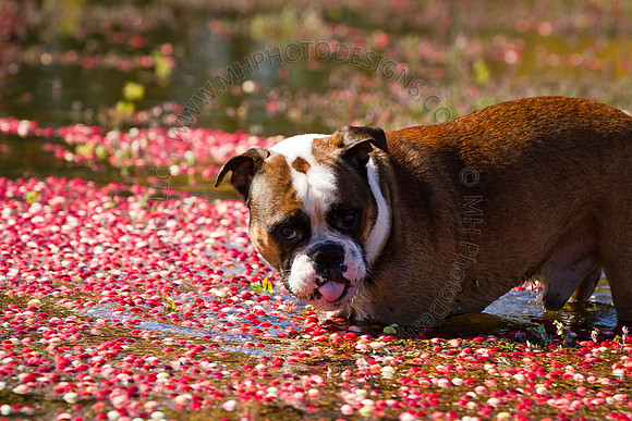 Saratoga Cranberry Harvest 2011-008
