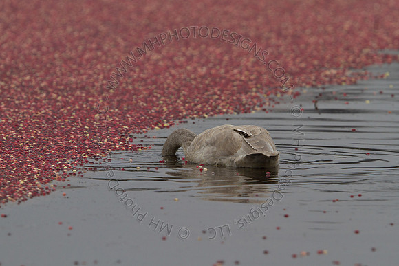 Cranberry Marsh III 2010-061