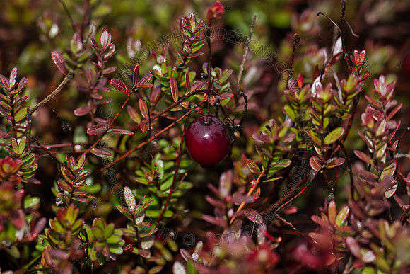 Cranberry Marsh III 2010-109