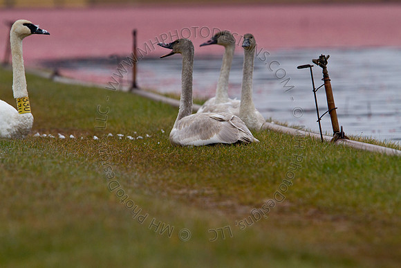 Cranberry Marsh III 2010-028