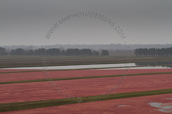 Cranberry Marsh III 2010-092