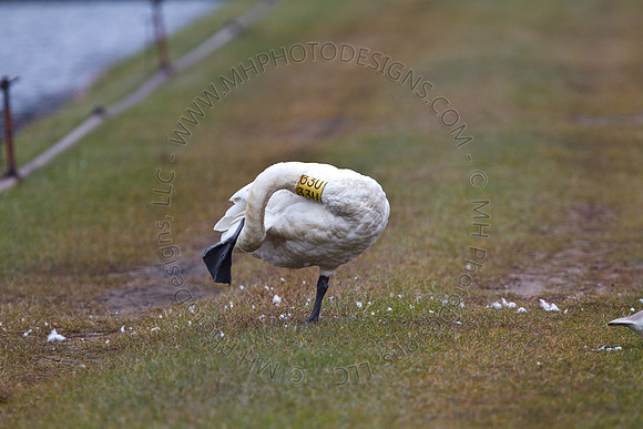 Cranberry Marsh III 2010-037