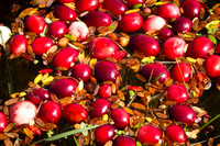 Saratoga Cranberry Harvest 2011-014