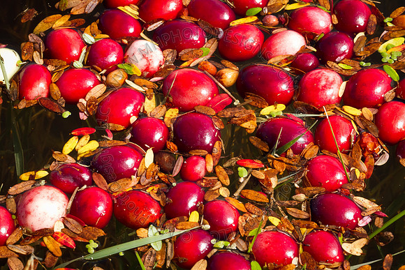 Saratoga Cranberry Harvest 2011-014