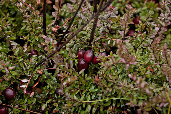 Cranberry Marsh III 2010-099