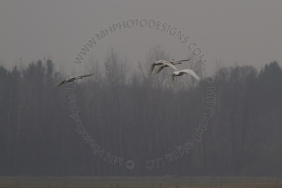 Cranberry Marsh III 2010-112