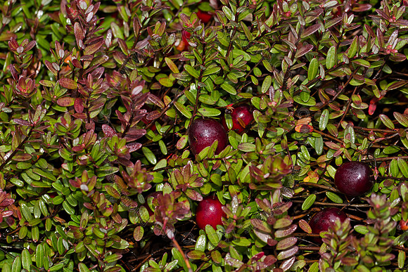 Cranberry Marsh III 2010-105