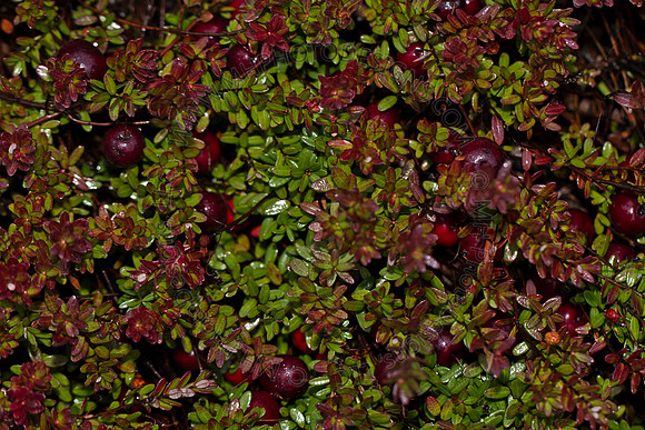 Cranberry Marsh III 2010-110