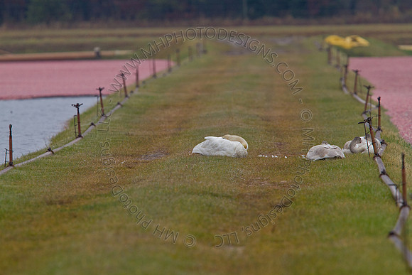 Cranberry Marsh III 2010-026