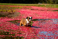 Saratoga Cranberry Harvest 2011-007
