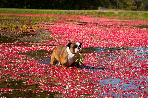 Saratoga Cranberry Harvest 2011-007
