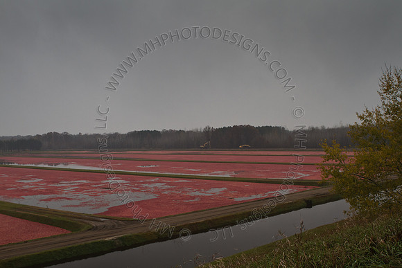 Cranberry Marsh III 2010-095