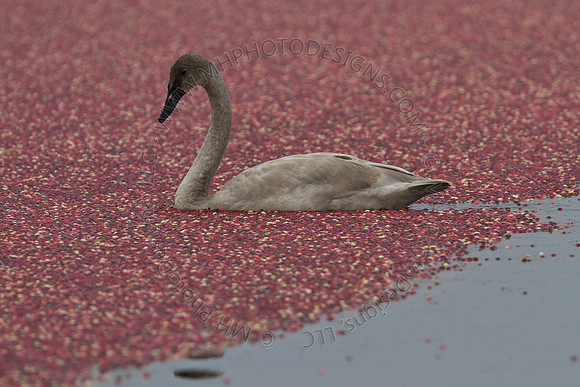 Cranberry Marsh III 2010-063