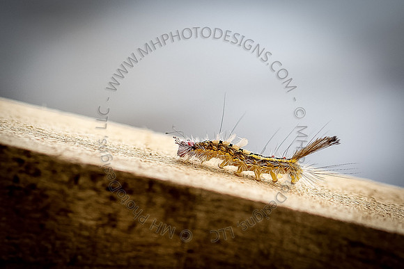 July Projects 2012-001