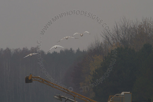 Cranberry Marsh III 2010-113
