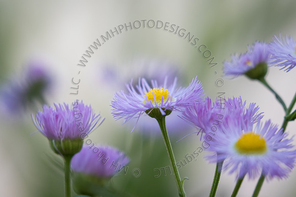 June Projects 2015-003