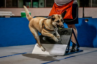 Flyball Competition 05-29 2015-017