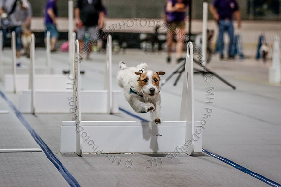 Flyball Competition 05-29 2015-014