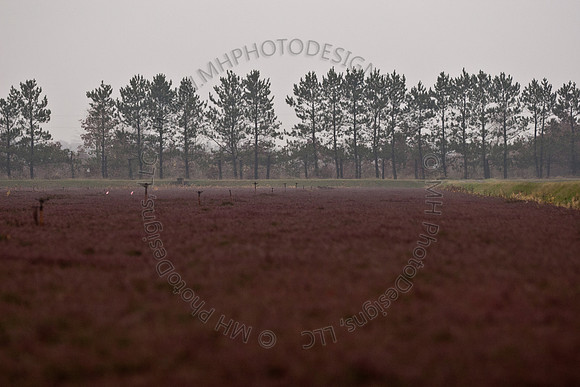 Cranberry Marsh III 2010-101