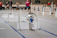 Flyball Competition 05-29 2015-003