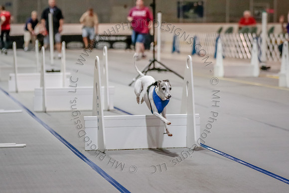 Flyball Competition 05-29 2015-003
