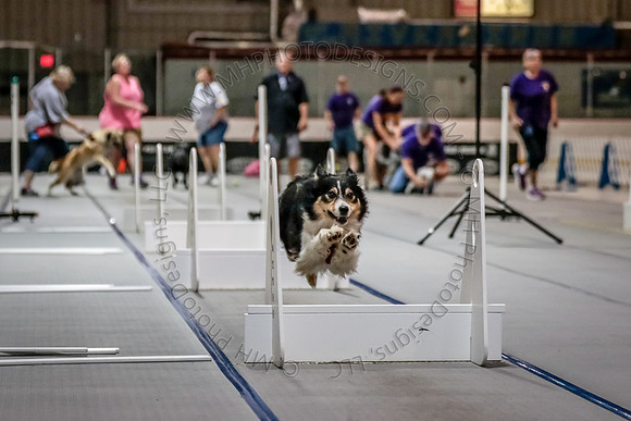 Flyball Competition 05-29 2015-012