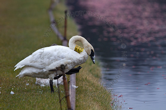 Cranberry Marsh III 2010-041