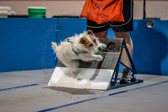 Flyball Competition 05-29 2015-018