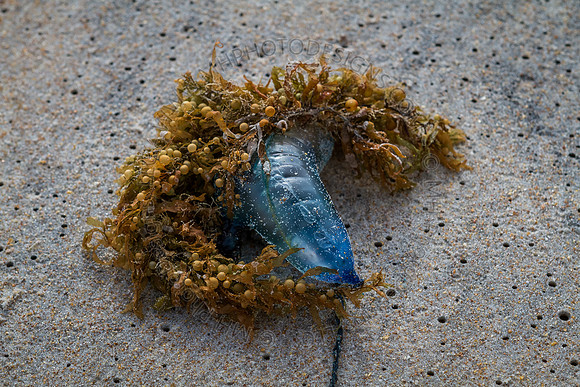 February Projects 2012-004