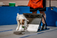 Flyball Competition 05-29 2015-019