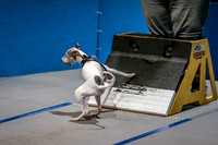 Flyball Competition 05-29 2015-008