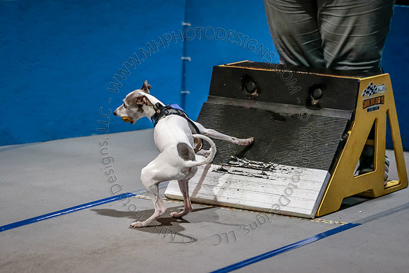 Flyball Competition 05-29 2015-008