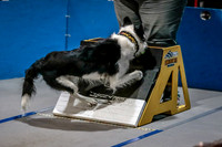 Flyball Competition 05-29 2015-006