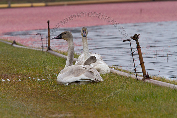 Cranberry Marsh III 2010-031