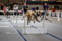 Flyball Competition 05-29 2015-011