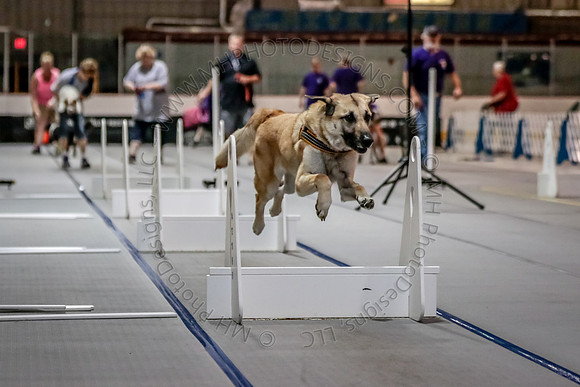 Flyball Competition 05-29 2015-011